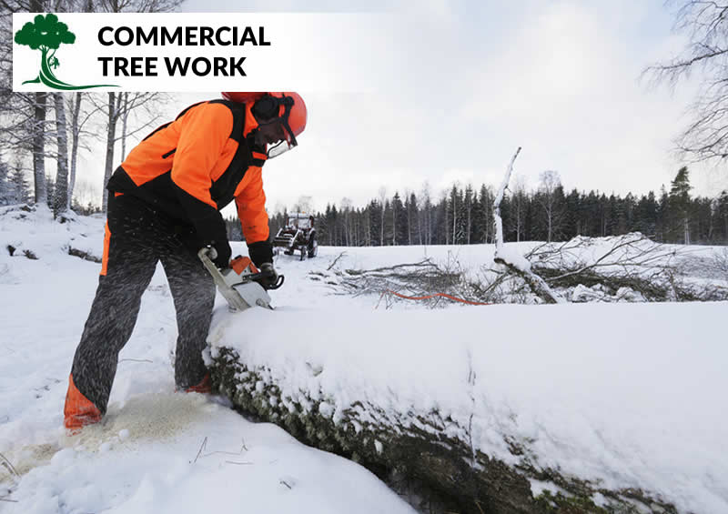 commercial tree work in bolton