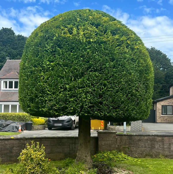 conifer shaping bolton