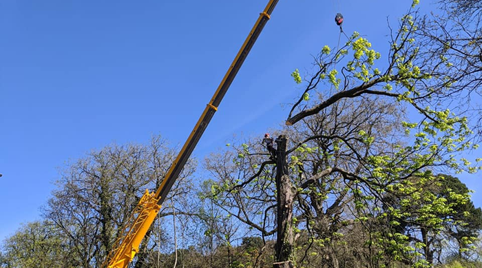 safe dismantling of a tree using a crane