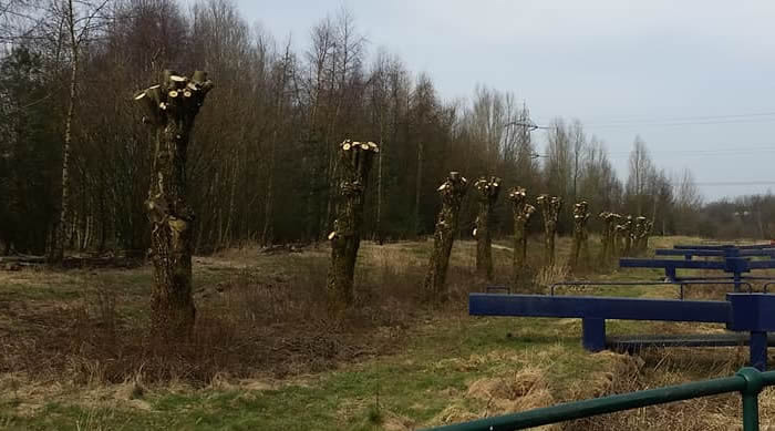 a row of trees which have been cut back