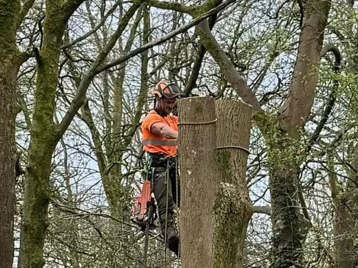 tree cutting in bolton