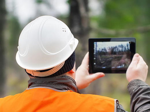 tree reports and surveys in bolton